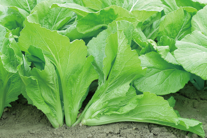 ALL_catalog_25L04_Hg8O0tROR6