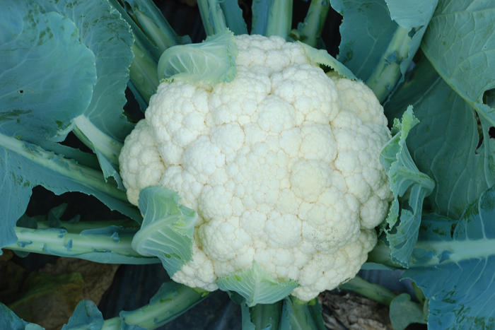 ALL_catalog_25L04_q11FOxFHaW