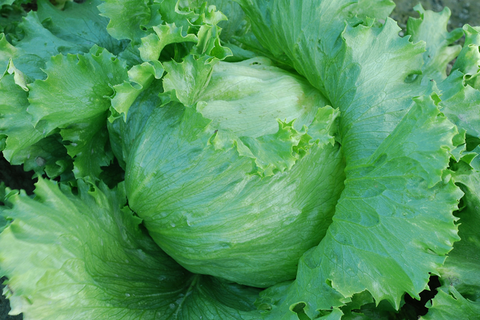 ALL_catalog_25L04_xLPImvDECi