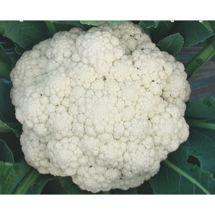 ALL_catalog_26C12_ZE3msFZHNv