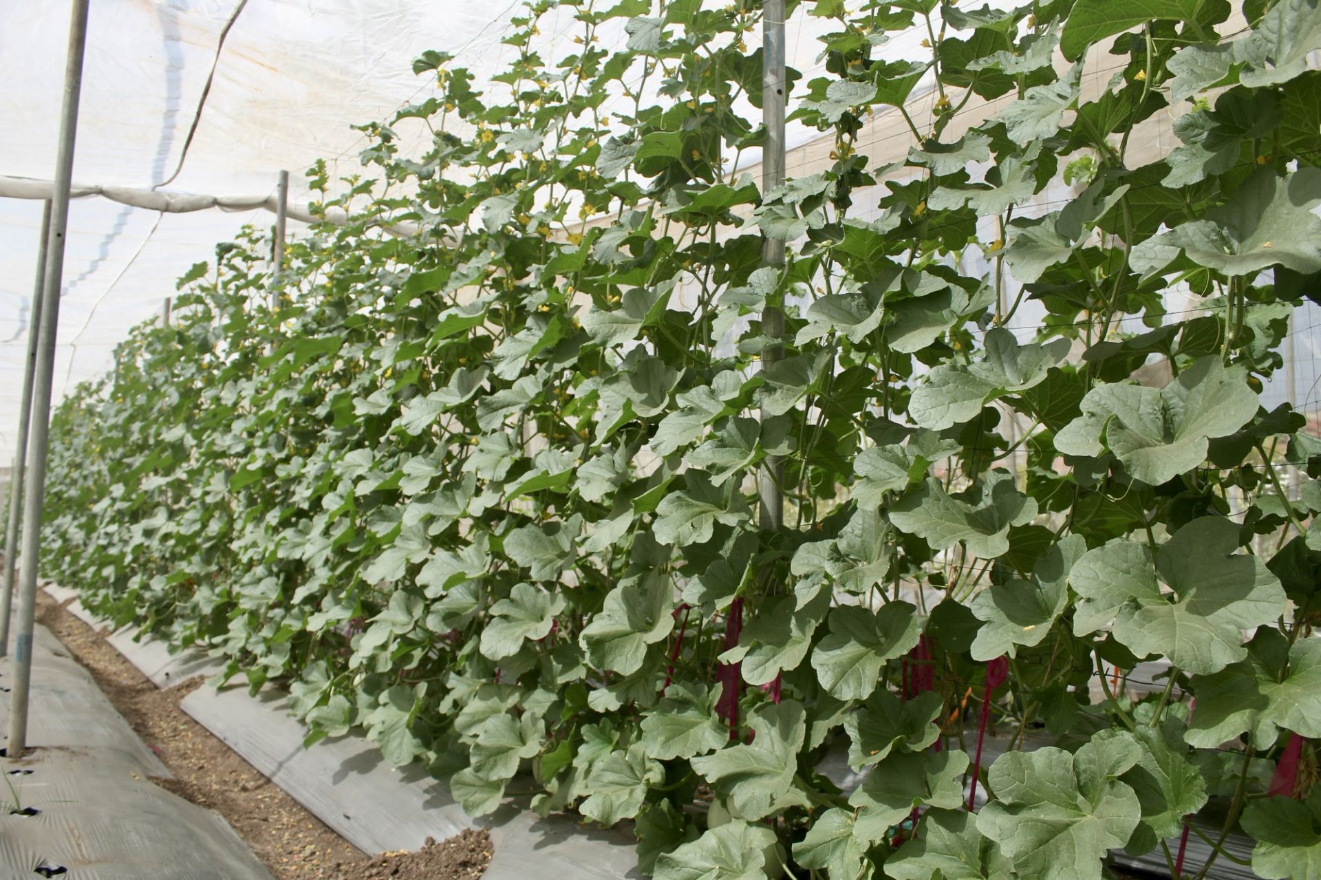Mrunmayi Plant