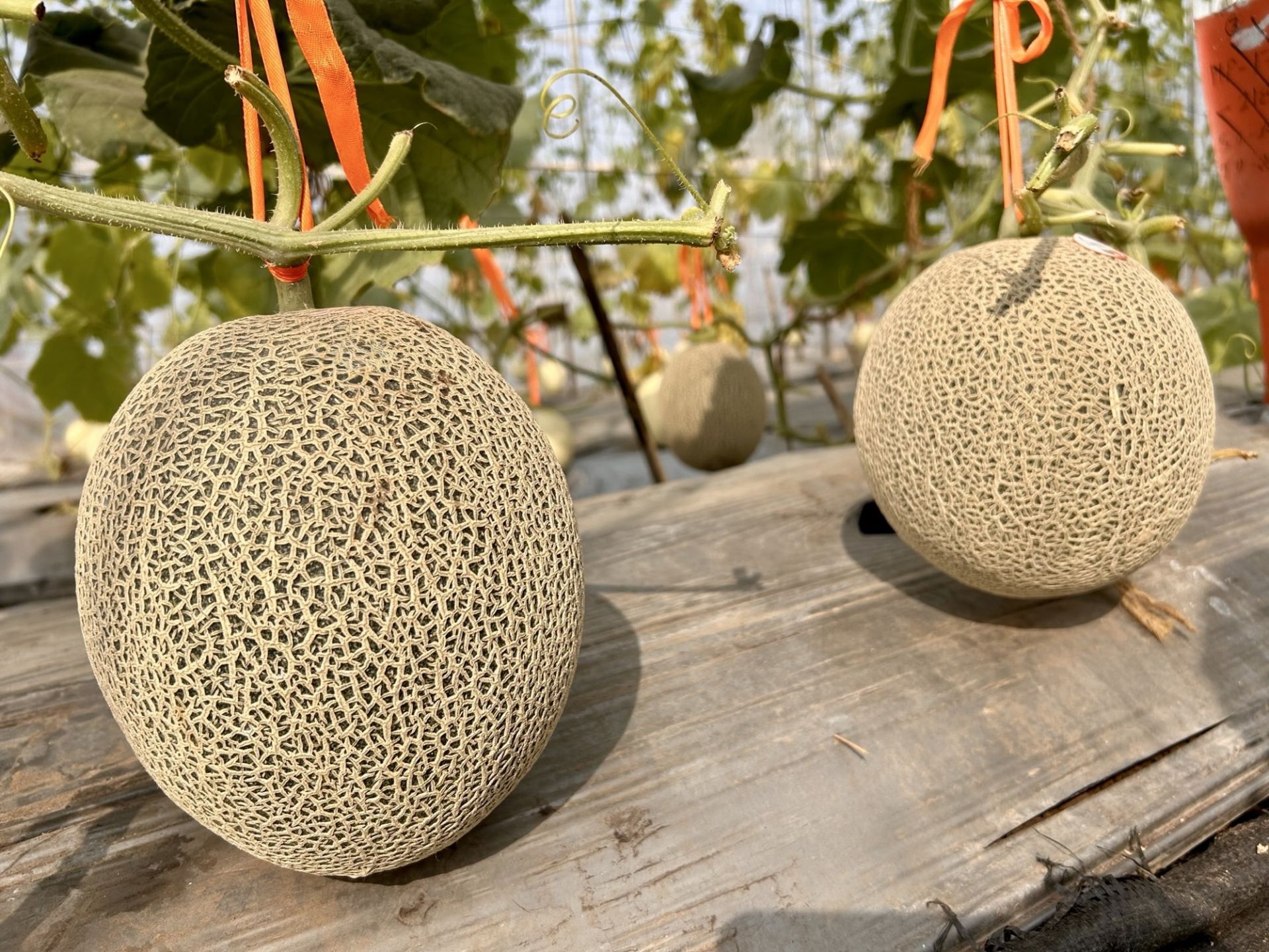 Mrunmayi Fruit