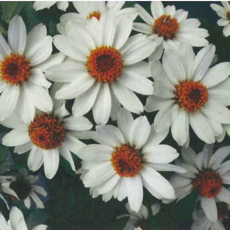 cuc-ha-duong-mau-trang