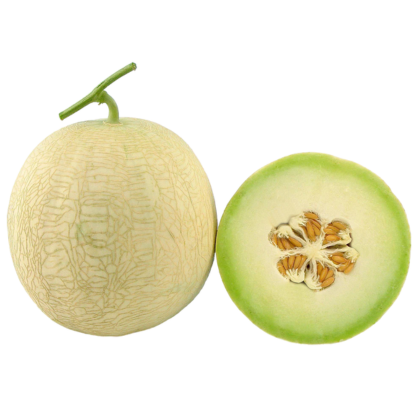 Muskan-Known-You Seed India