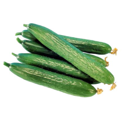 Rucha-Known-You Seed India