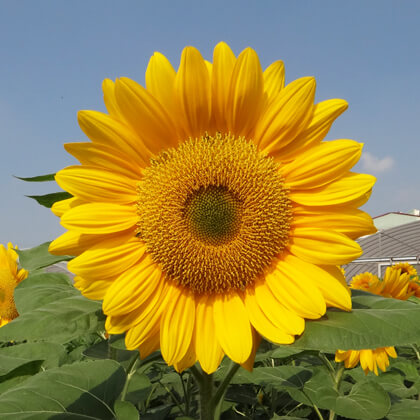 sunflower　プロフィール見てね～■IS　GSE31 H27.1 2560px-SunflowerNZ20100110.JPG