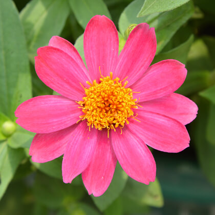 Flower-Products-Known-You Seed