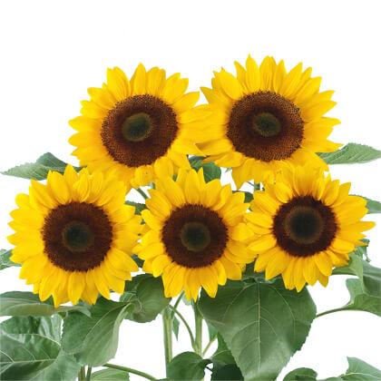 新種の向日葵 向日葵-產品介紹-農友種苗