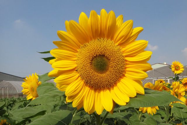 Miro(Orange with green center)-Known-You Seed