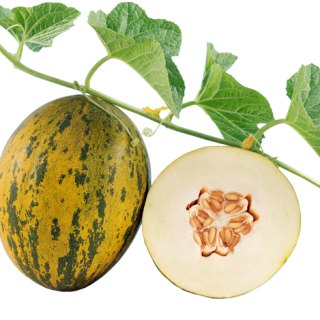 ALL_catalog_24F13_R08wELFOFm