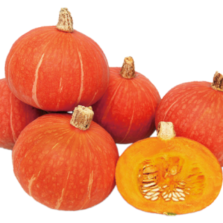 ALL_catalog_24F13_tUldtrxC4A