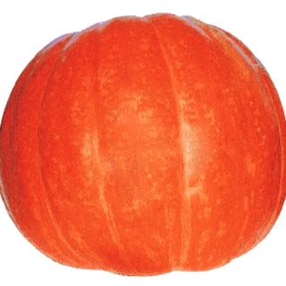 ALL_catalog_24F13_zdmlwGHCMn