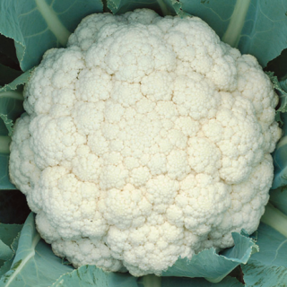 ALL_catalog_24F17_7HQB7pi8cs