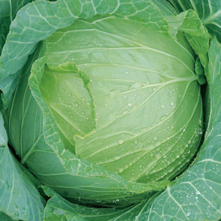 ALL_catalog_24F17_H3UM2pemNb