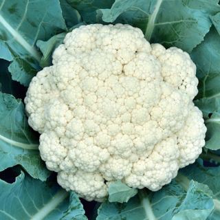 ALL_catalog_24F17_IyuOKv3dGh