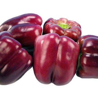 ALL_catalog_24F17_NLV9ONEES9