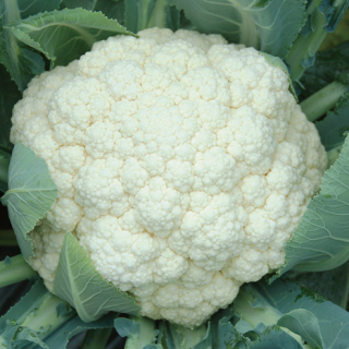 ALL_catalog_24F17_ODPpWJ7PBP