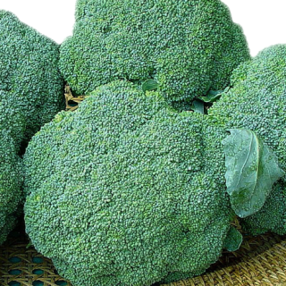 ALL_catalog_24F17_UQpqRfe9BH