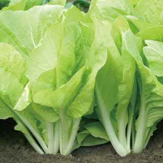 ALL_catalog_24F17_aaIp2g4g3l