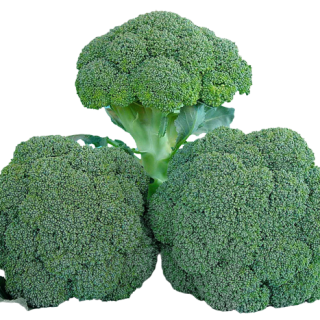 ALL_catalog_24F17_b9CJMYYx4H