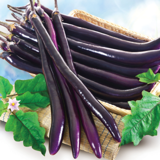 ALL_catalog_24F17_cZToZp87D0