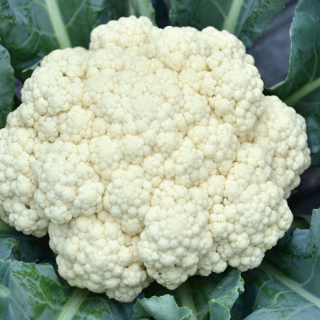 ALL_catalog_24F17_iSb0S0sXth