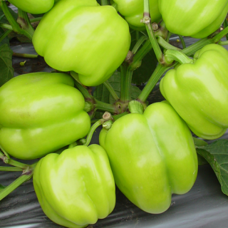 ALL_catalog_24F17_jq3GaNsb8z