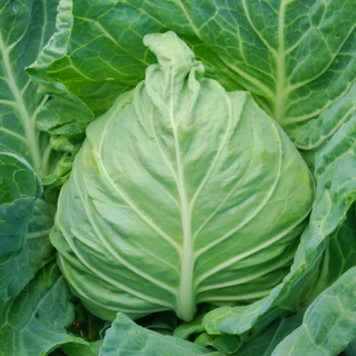 ALL_catalog_24F17_lMayLbglmI