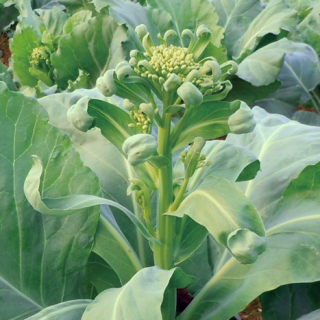 ALL_catalog_24F17_laKcIZSQLC