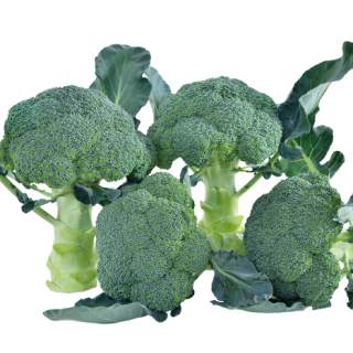 ALL_catalog_24F17_mf8DMgoN3T