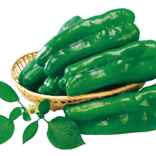 ALL_catalog_24F17_psqSYH20am