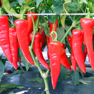 ALL_catalog_24F17_qphAHpUJva