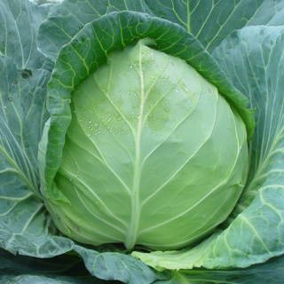 ALL_catalog_24F17_rJuT4YKrWx