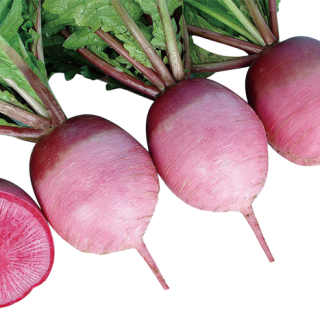 ALL_catalog_24F17_stQhEjfv1m