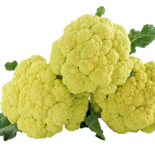 ALL_catalog_24F17_t6bKPje7CL