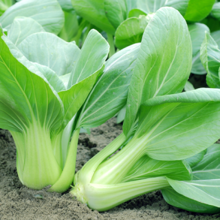 ALL_catalog_24F17_vrJZgmItzF