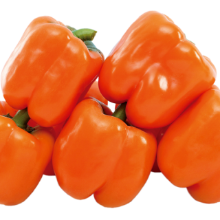 ALL_catalog_24F17_y1ULOsljuj