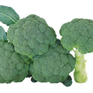 ALL_catalog_24F17_yEBPs7vw3D