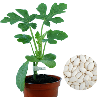 ALL_catalog_24F19_0dtTksOlzr