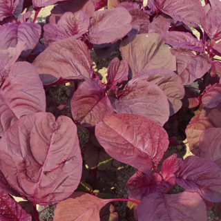 ALL_catalog_24F19_CCrWPd4zed