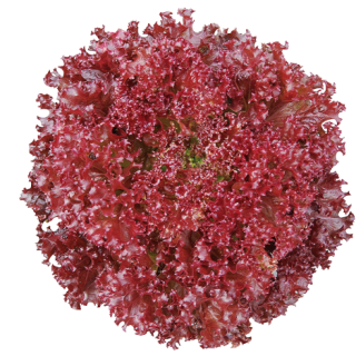 ALL_catalog_24F19_GuVqDnw7uJ