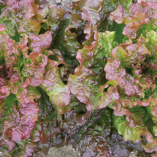 ALL_catalog_24F19_IosAUaf6BE