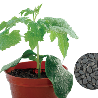 ALL_catalog_24F19_JptB5Mcura