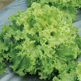 ALL_catalog_24F19_KknlSjFjdL