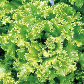 ALL_catalog_24F19_LkNrouykKW