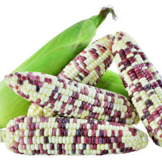 ALL_catalog_24F19_NTPikSriFM