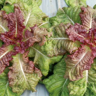 ALL_catalog_24F19_UgSiWPYdym