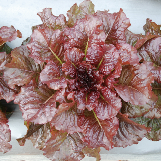 ALL_catalog_24F19_Xy2bT0noPO