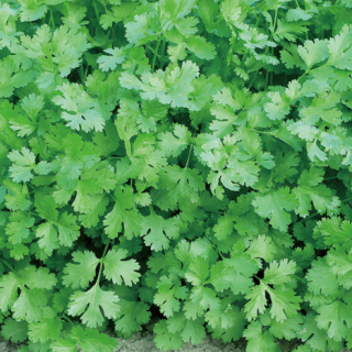 ALL_catalog_24F19_fRBmL5gTrY