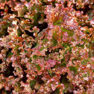 ALL_catalog_24F19_fRKEiabutQ